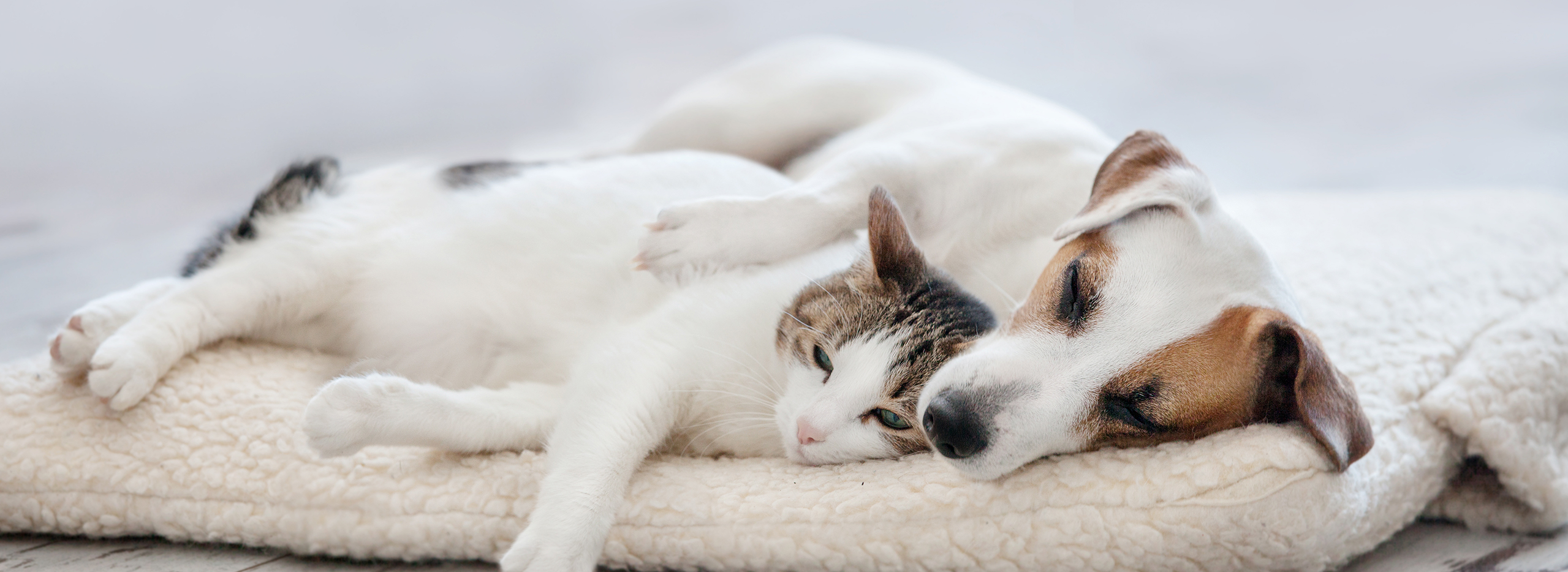 Das Bild zeigt eine Katze und einen Hund, die eng umschlungen auf einem weichen Kuschelkissen liegen – Symbol für Haustiere.