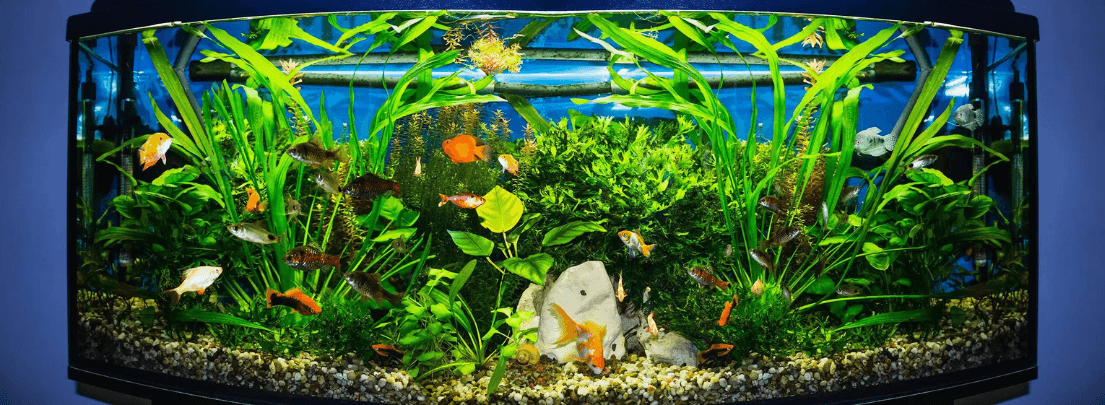 Großes, bepflanztes Aquarium mit bunten Fischen, Aquarienpflanzen, Steinen und Kies als Bodengrund.