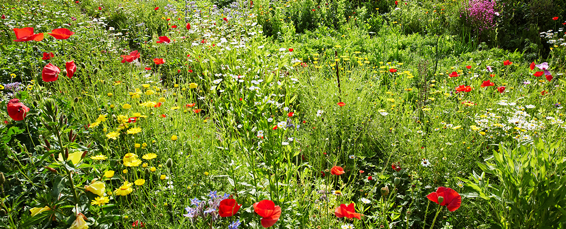 Eine blühende Wildblumenwiese mit roten Mohnblumen, gelben Margeriten und weiteren bunten Blütenarten inmitten von hohem, grünem Gras. Symbolbild für Biogarten.