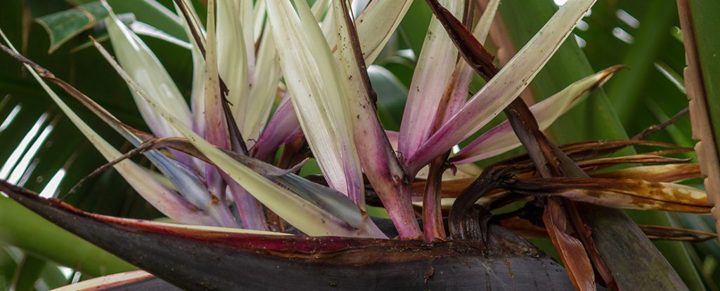 Exotische Baum-Strelitzie (Strelitzia nicolai), auch als "Weiße Paradiesvogelblume" bekannt. Sie beeindruckt durch ihre großen, schwertförmigen Blätter und ihre markanten, weißen bis violetten Blütenstände, die an Vogelschnäbel erinnern.