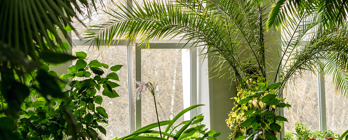 Cooler Dschungel zuhause