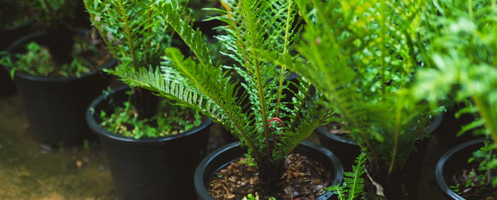 Mehrere Fächerpalmen in Pflanztöpfen. Diese Pflanzen mit ihren dekorativen, gefiederten Blättern sind ideale Kübelpflanzen für den Außenbereich.