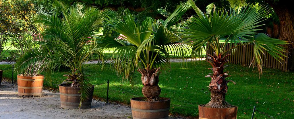 Kentiapalme die in großen Pflanzkübeln entlang eines Weges aufgestellt sind.