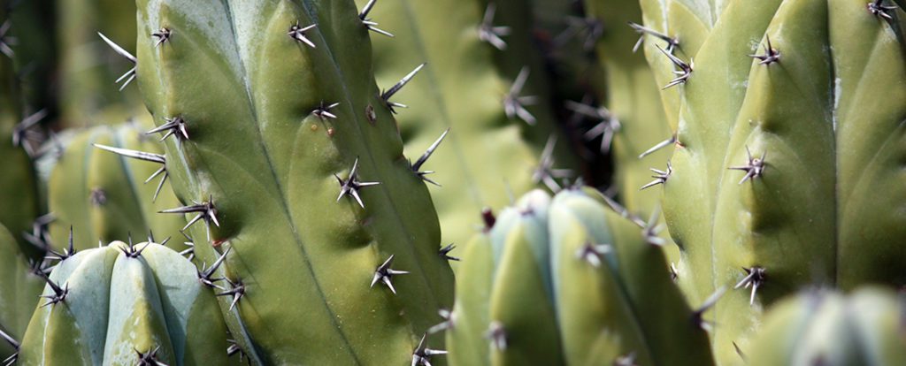 Säulenkaktus – eine markante, senkrecht wachsende Kakteenart mit kräftigen Dornen.