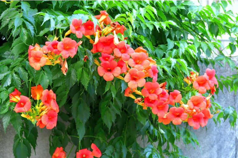 Trompetenblume (Campsis radicans) mit leuchtend orange-roten Blüten, die üppig an einer grünen Rankpflanze wachsen. Die Pflanze klettert an einer Mauer empor und wirkt sehr vital und dekorativ.