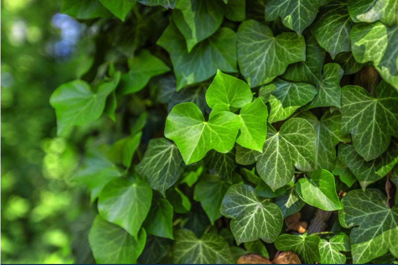 Das Bild zeigt dichten, sattgrünen Efeu (Hedera helix), der sich mit seinen charakteristischen, leicht gelappten Blättern eng an eine Fläche schmiegt – typisch für die Begrünung von Fassaden oder Mauern.