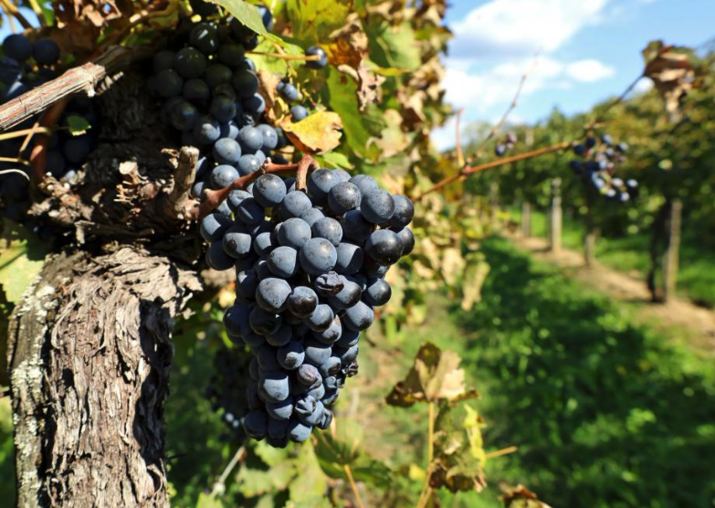 Nahaufnahme von dunkelblauen Weintrauben an einem alten, knorrigen Rebstock inmitten eines sonnigen Weinbergs. Im Hintergrund sind weitere Reihen von Reben zu erkennen.