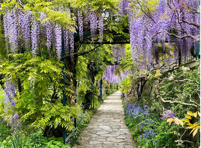 Romantischen Gartenweg, der von üppig blühendem Blauregen (Wisteria) eingerahmt wird. Die langen, herabhängenden violett-blauen Blütentrauben schaffen eine märchenhafte Atmosphäre.