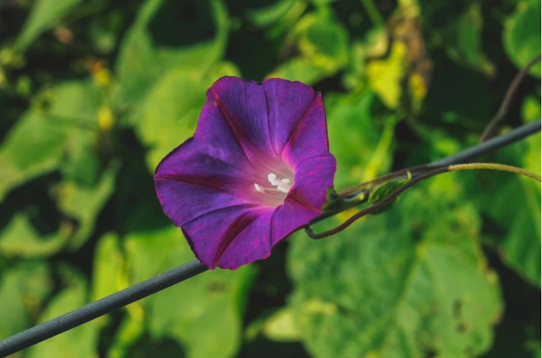Leuchtend violett-pinke Blüte einer Prunkwinde (Ipomoea), auch bekannt als "Morning Glory". Die Kletterpflanze windet sich um eine dünne Rankhilfe und hebt sich mit ihrer intensiven Farbe deutlich vom grünen Hintergrund ab.