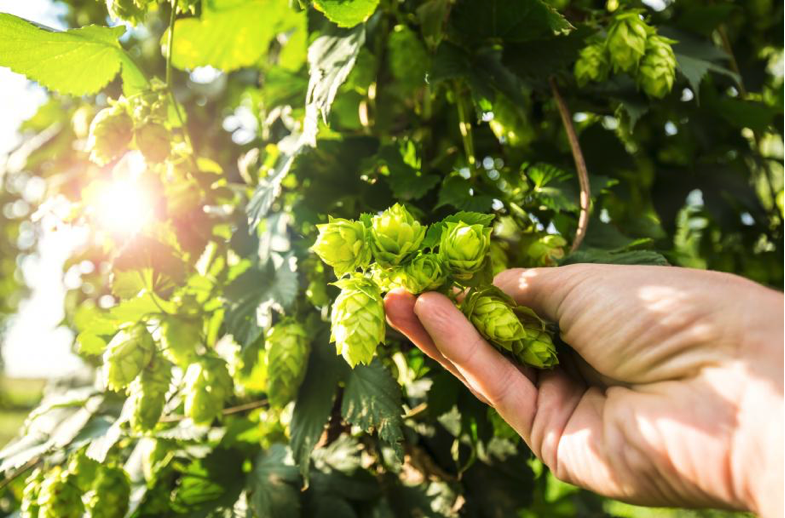 Hand, die Hopfendolden von einer Pflanze erntet. Die Szene ist von warmem Sonnenlicht durchflutet und vermittelt eine natürliche, ländliche Atmosphäre. Hopfen ist eine Kletterpflanze, die vor allem im Bierbrauen eine zentrale Rolle spielt.