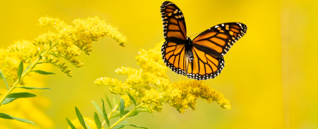 Monarchfalter mit orange-schwarzen Flügeln landet auf einer gelben Blüte vor unscharfem, sonnigem Hintergrund. Nahaufnahme eines Schmetterlings in der Natur, Symbol für Frühling, Artenvielfalt und ökologische Balance.
